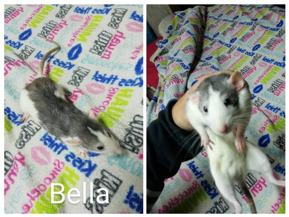 Fancy rat Breeder Rattus norvegicus 