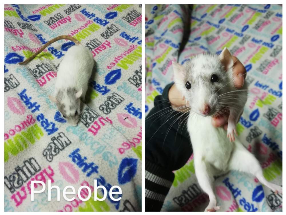 Fancy rat Breeder Rattus norvegicus South Africa, Port Elizabeth