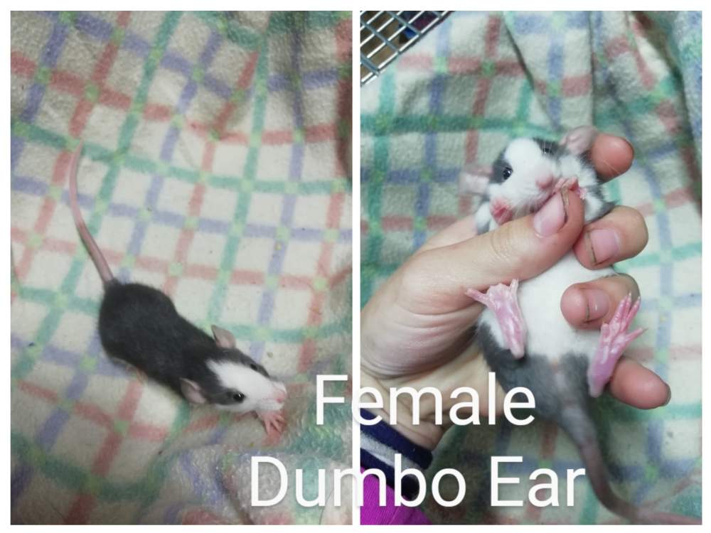 Fancy rat Breeder Rattus norvegicus South Africa, Port Elizabeth
