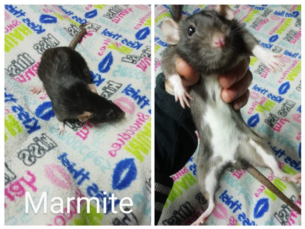 Fancy rat Breeder Rattus norvegicus South Africa, Port Elizabeth