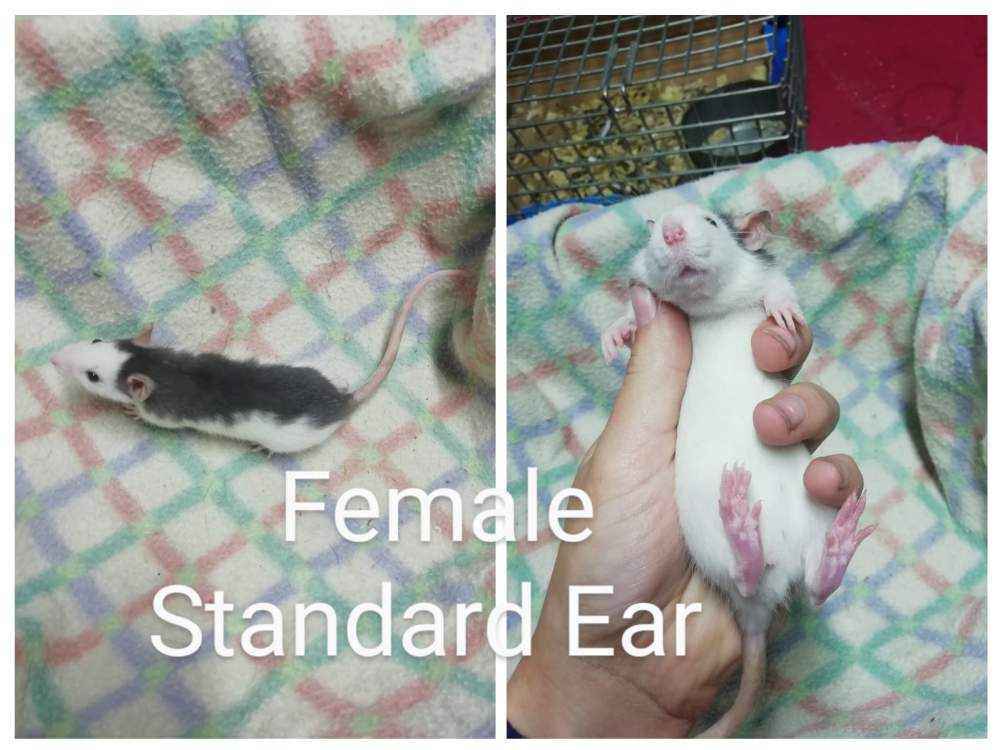 Fancy rat Breeder Rattus norvegicus South Africa, Port Elizabeth