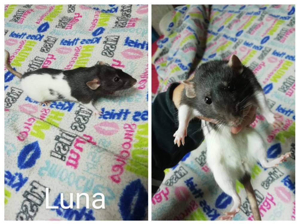 Fancy rat Breeder Rattus norvegicus South Africa, Port Elizabeth