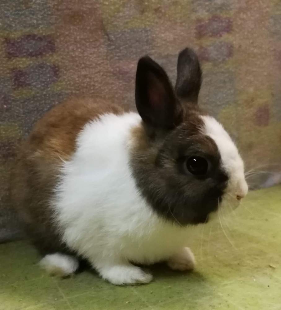 Színes (holland) törpenyúl Breeder Brachylagus idahoensis Hungary, Csongrád