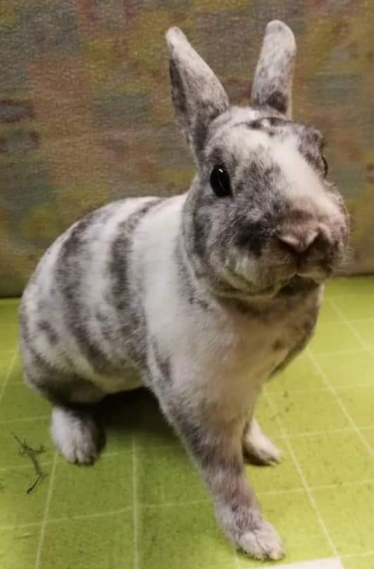 Dwarf Rex rabbit Breeder Brachylagus idahoensis Hungary, Csongrád