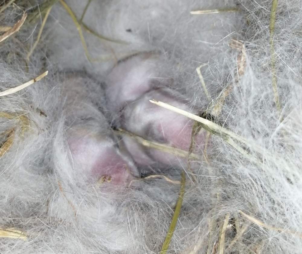 Színes (holland) törpenyúl Breeder Brachylagus idahoensis 