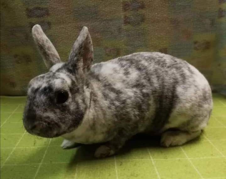 Dwarf Rex rabbit Breeder Brachylagus idahoensis Hungary, Csongrád