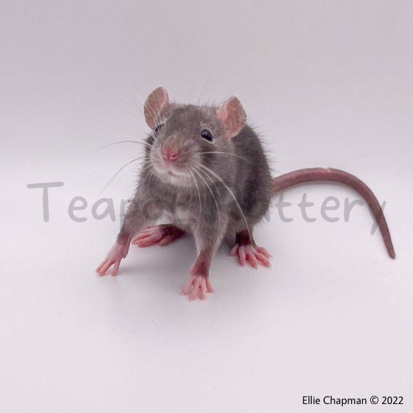 Fancy rat Breeder Rattus norvegicus 