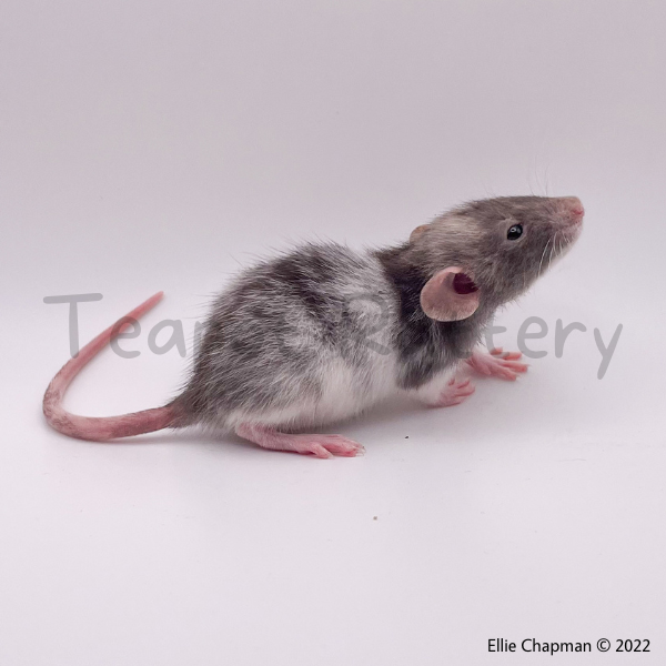 Fancy rat Breeder Rattus norvegicus 