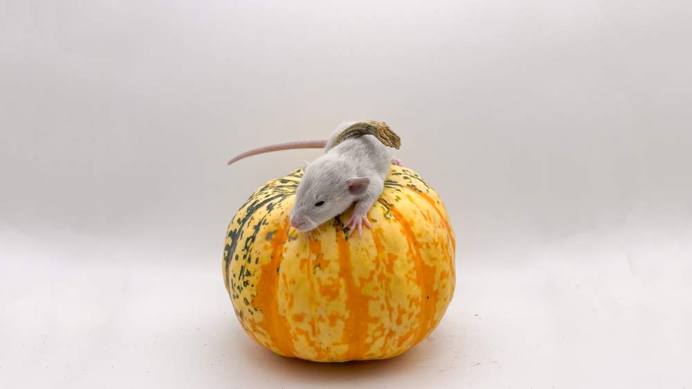 Fancy rat Available for rehoming Rattus norvegicus United Kingdom, Bledlow