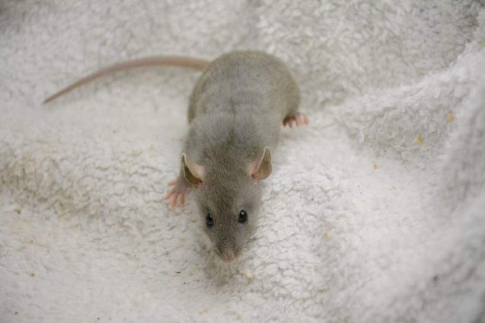 Fancy rat Breeder Rattus norvegicus United Kingdom, Bledlow