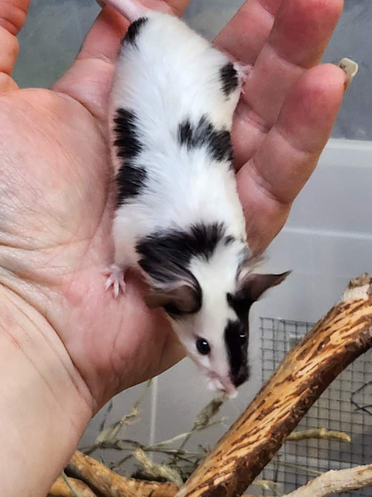 Fancy mouse Retired Mus musculus 
