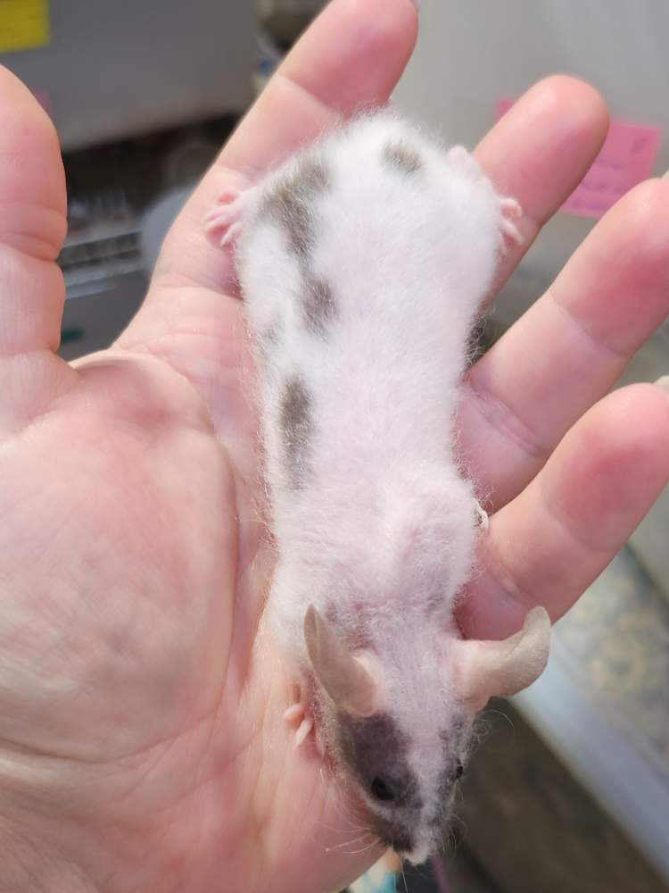Fancy mouse Retired Mus musculus 