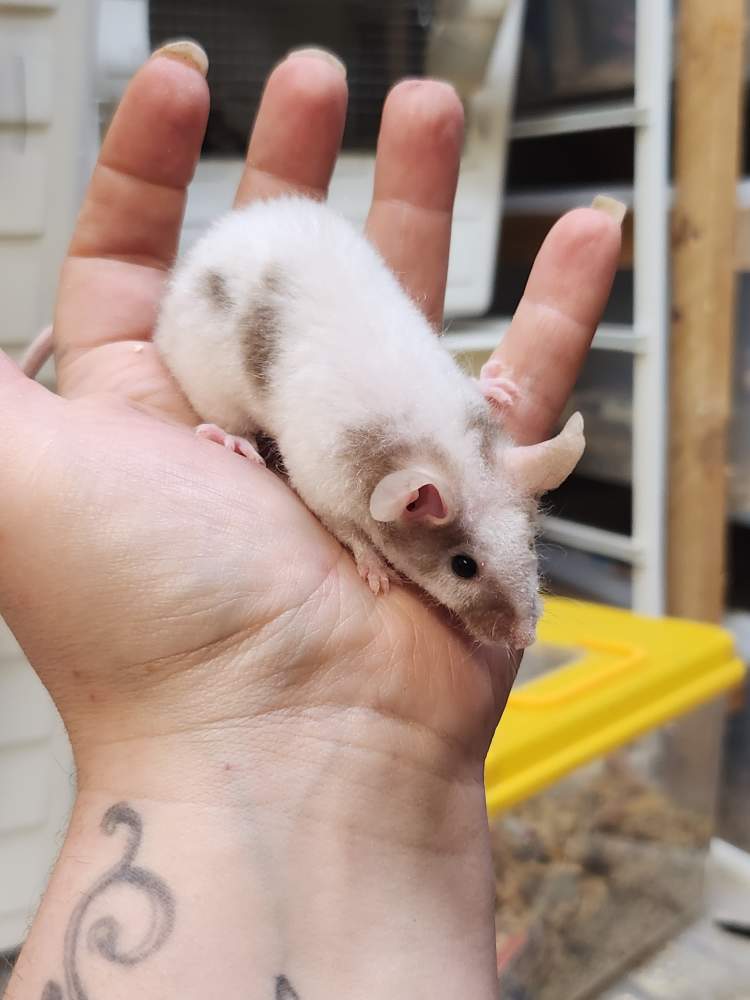 Fancy mouse Breeder Mus musculus 