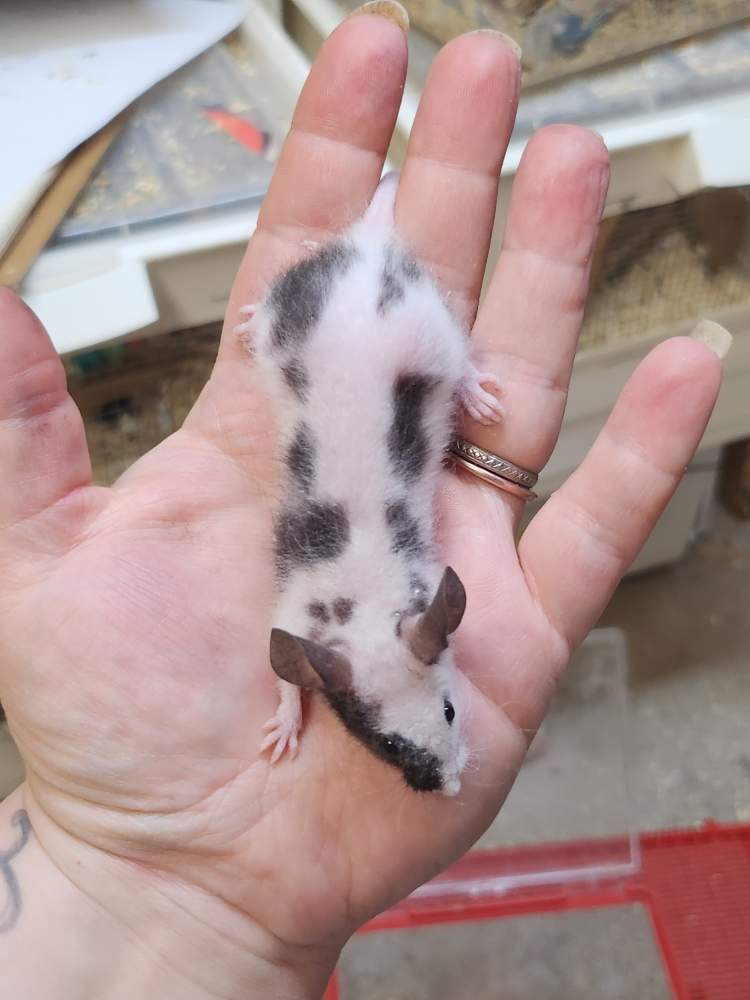 Fancy mouse Retired Mus musculus 