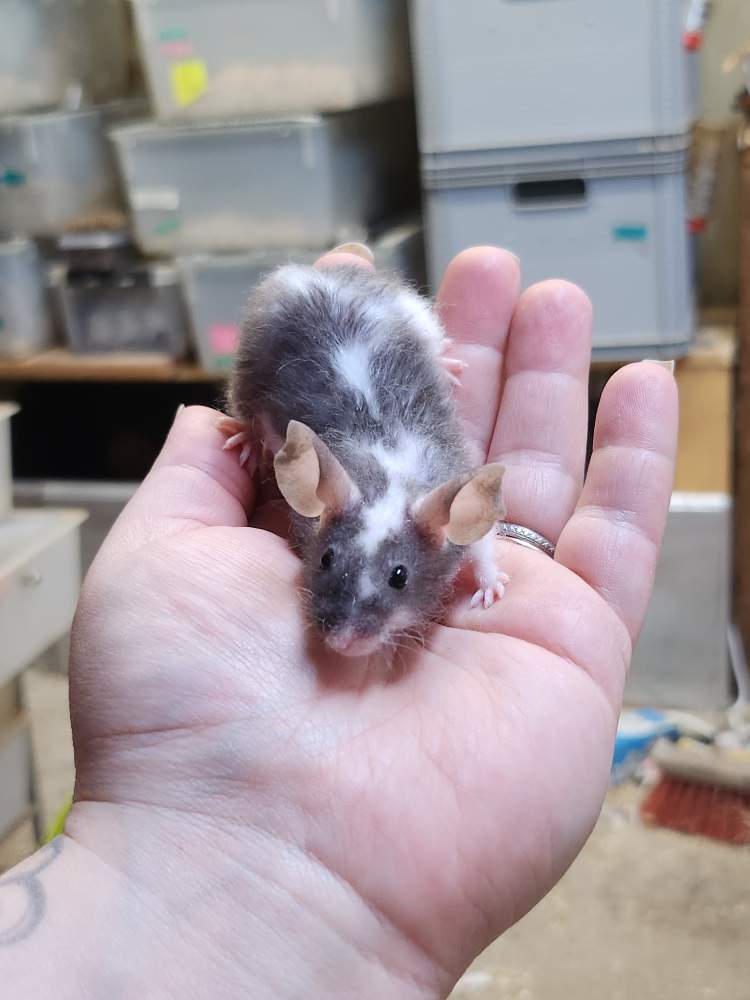 Fancy mouse Breeder Mus musculus 