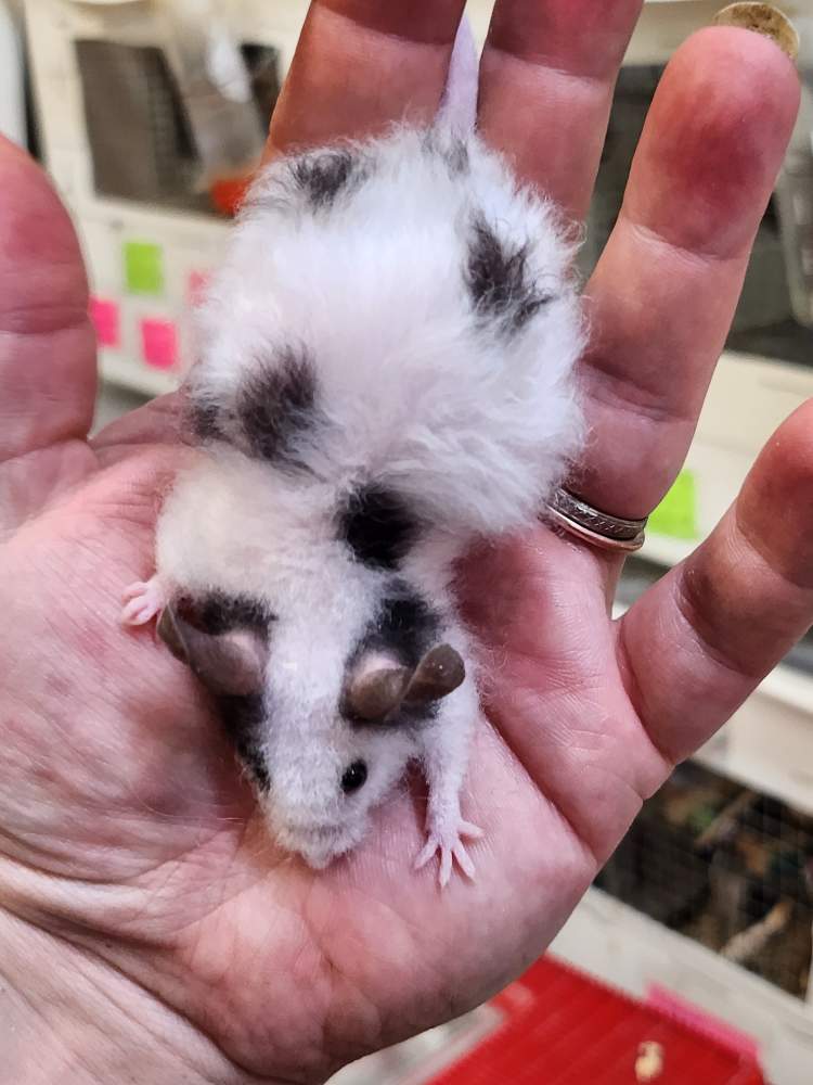 Fancy mouse Breeder Mus musculus 