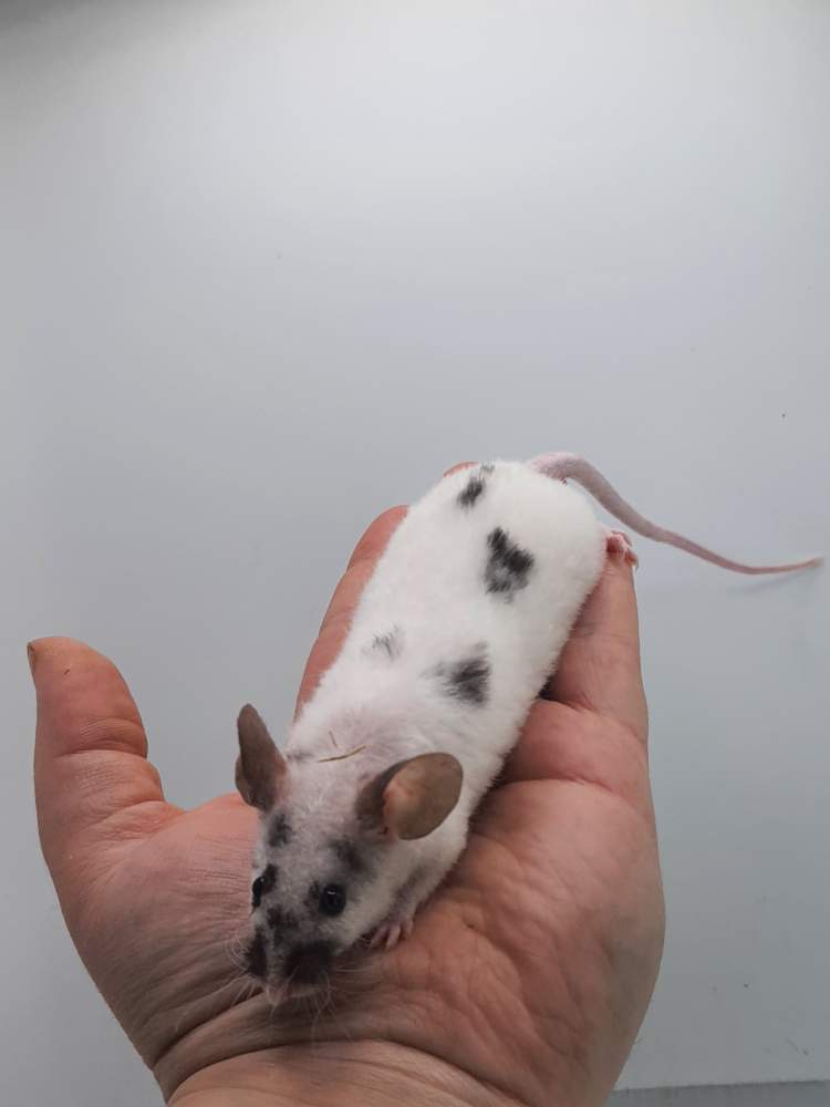 Fancy mouse Retired Mus musculus 