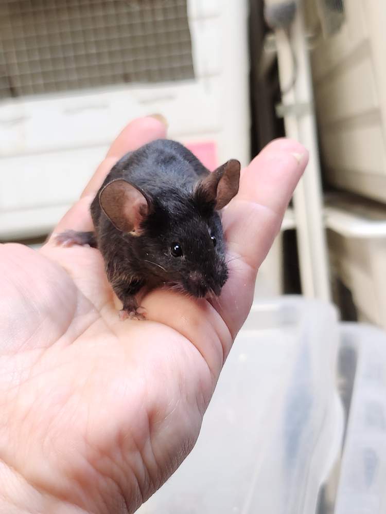 Fancy mouse Breeder Mus musculus 