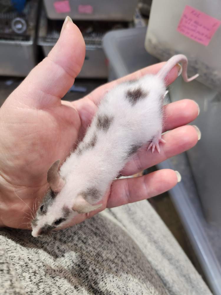 Fancy mouse Retired Mus musculus 
