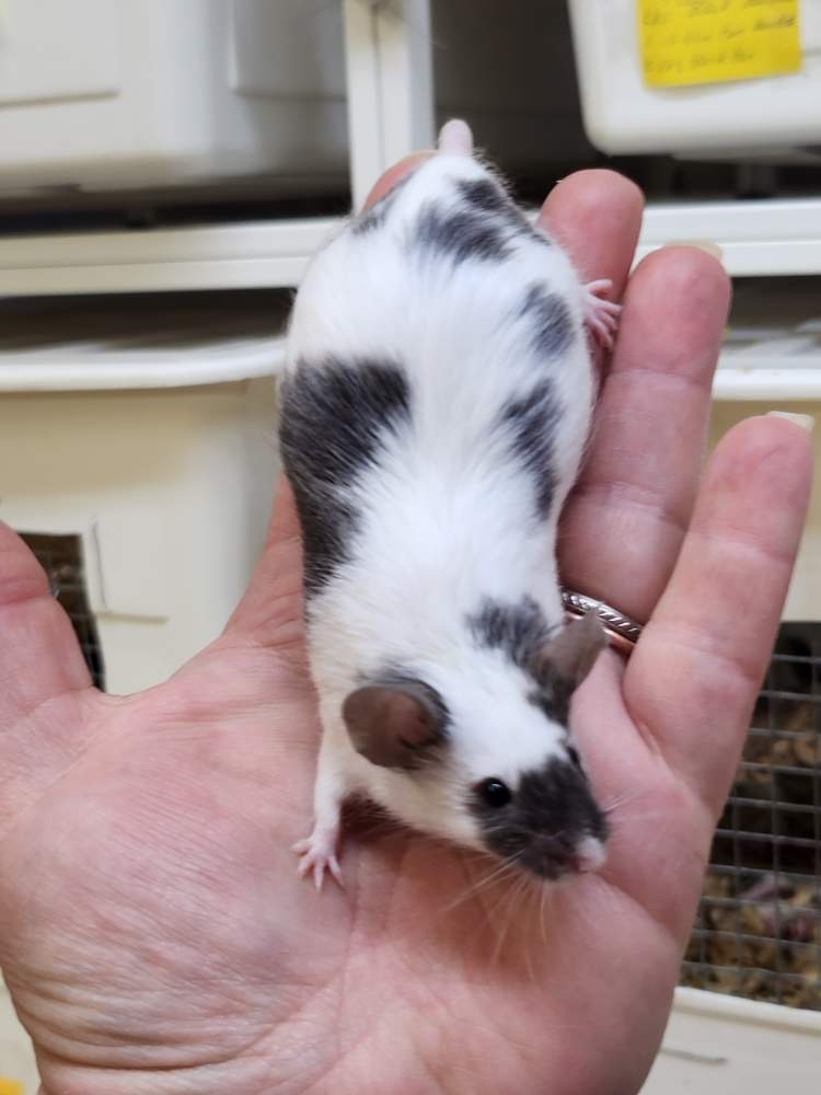 Fancy mouse Retired Mus musculus 