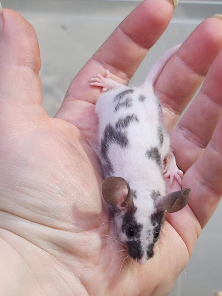 Fancy mouse Breeder Mus musculus 