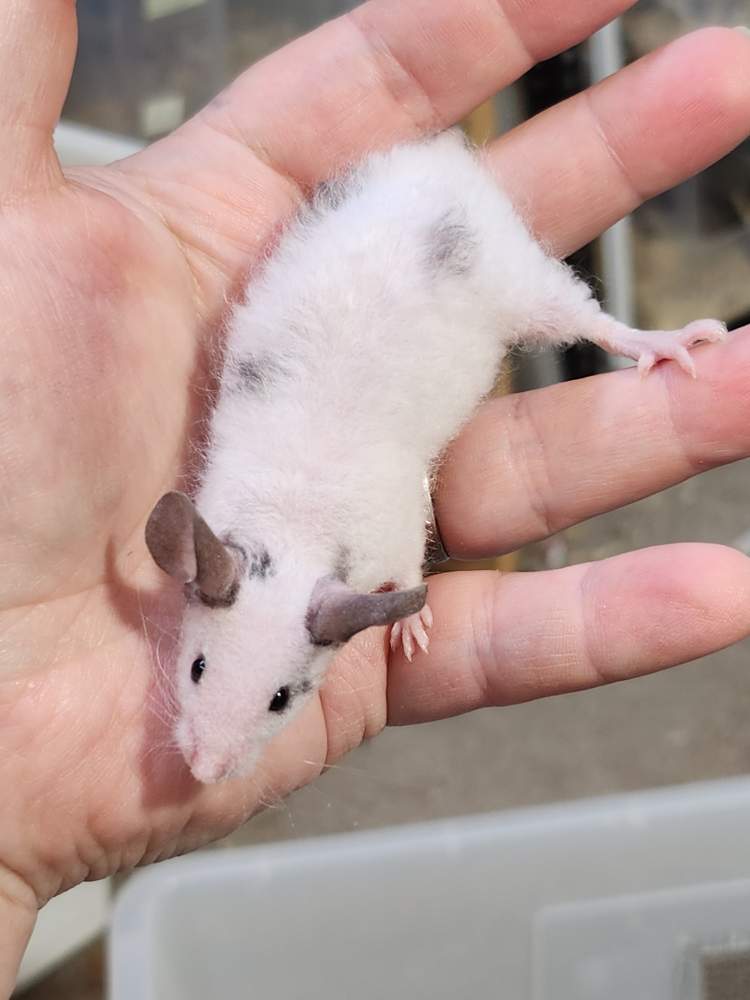 Fancy mouse Breeder Mus musculus 