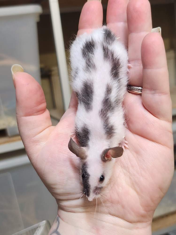 Fancy mouse Retired Mus musculus 
