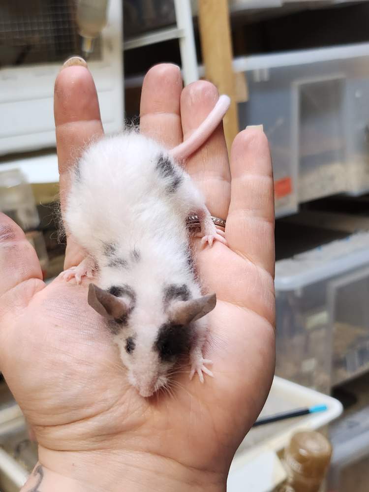 Fancy mouse Retired Mus musculus 
