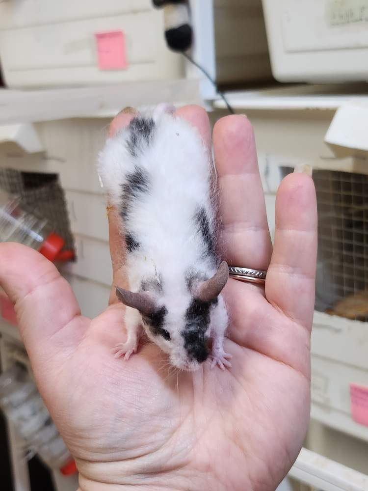 Fancy mouse Breeder Mus musculus 