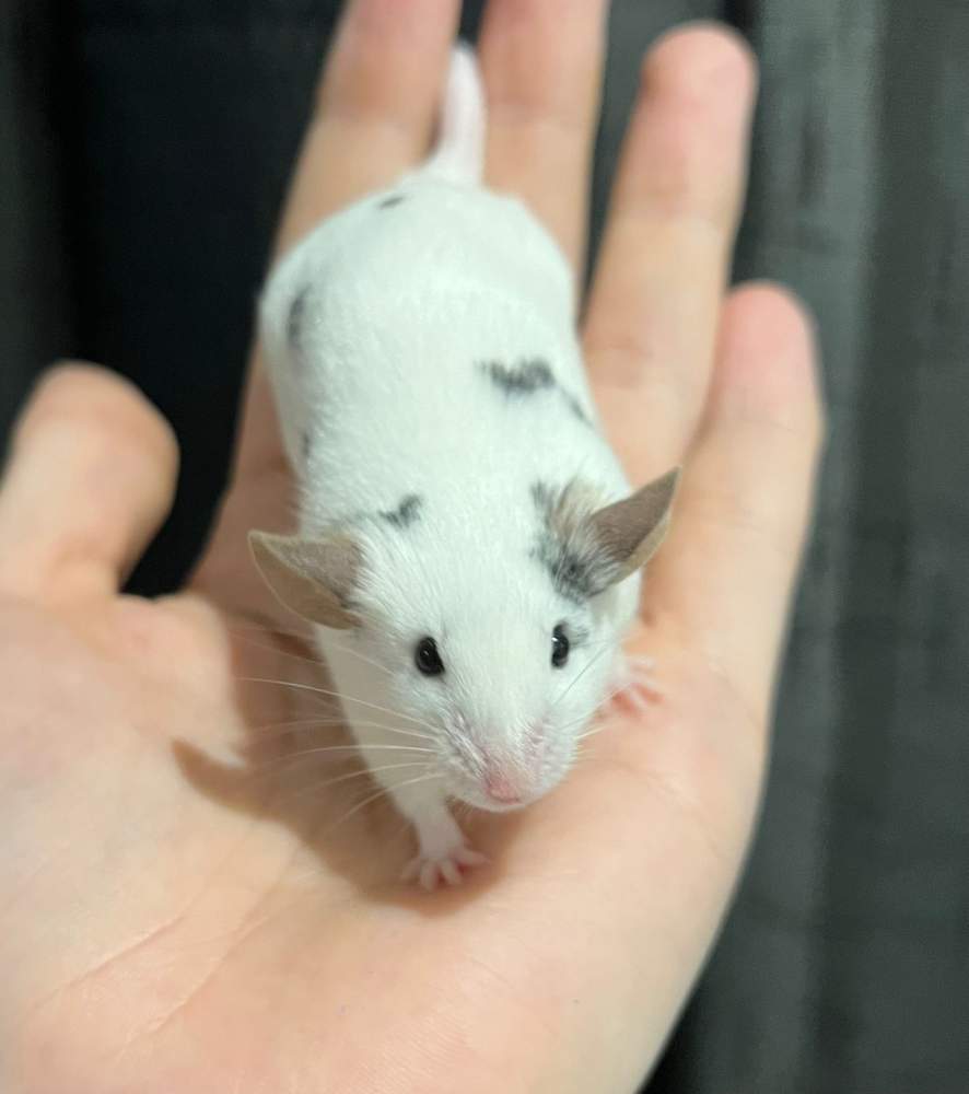 Fancy mouse Deceased Mus musculus 