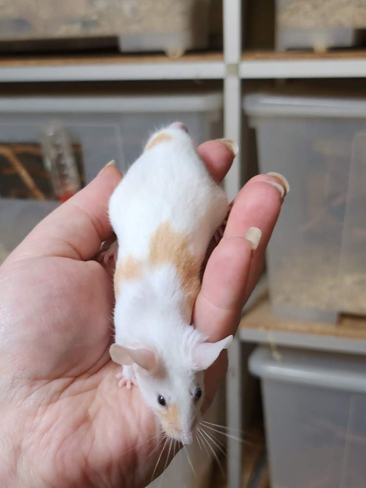 Fancy mouse Breeder Mus musculus 