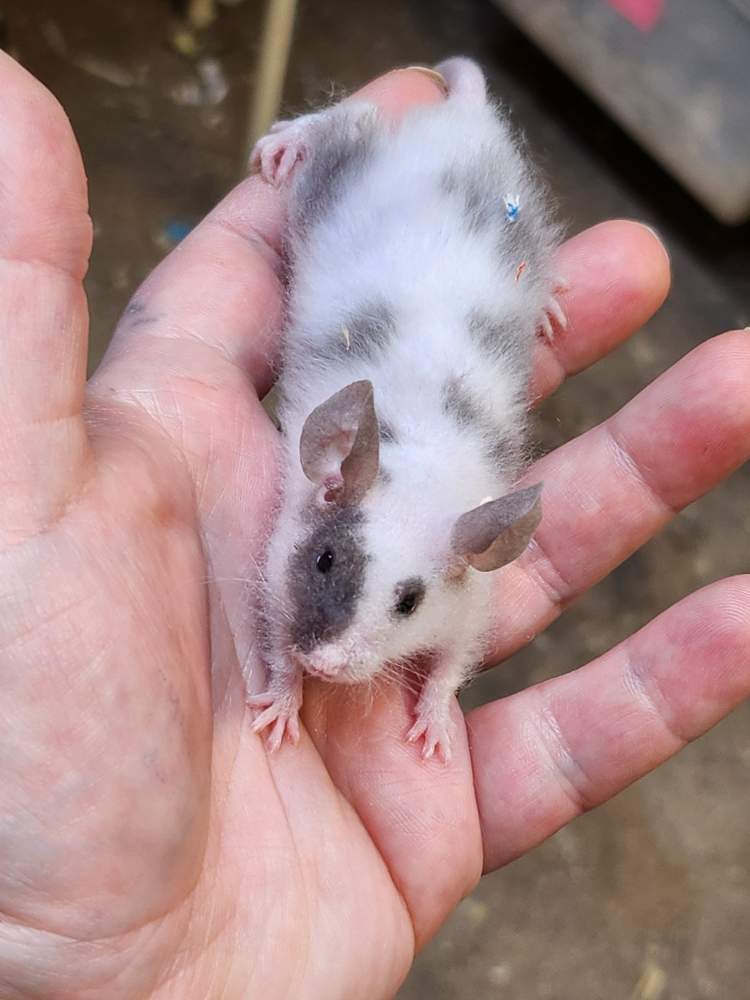 Fancy mouse Breeder Mus musculus 