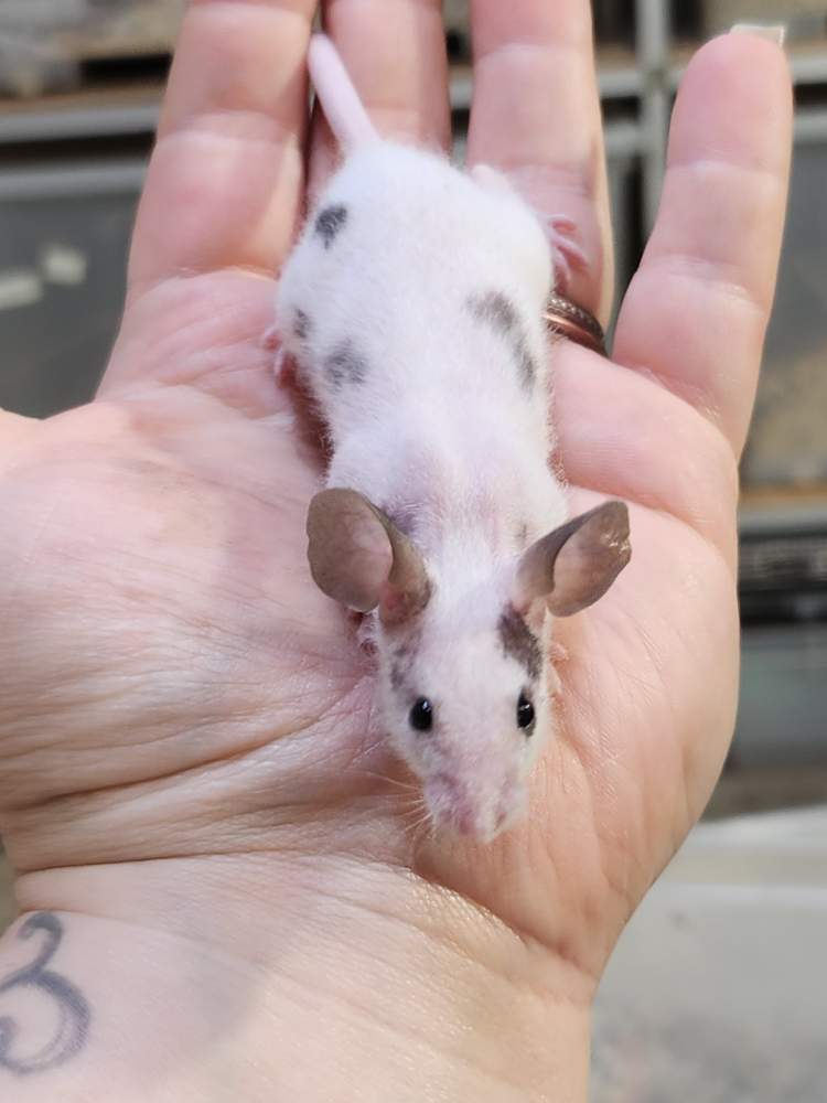 Fancy mouse Breeder Mus musculus 