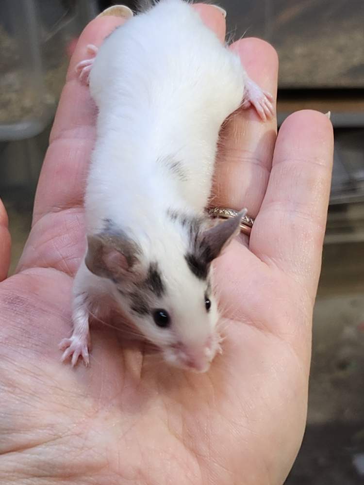 Fancy mouse Breeder Mus musculus 