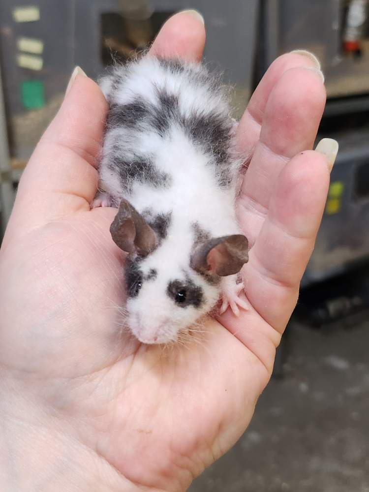 Fancy mouse Deceased Mus musculus 