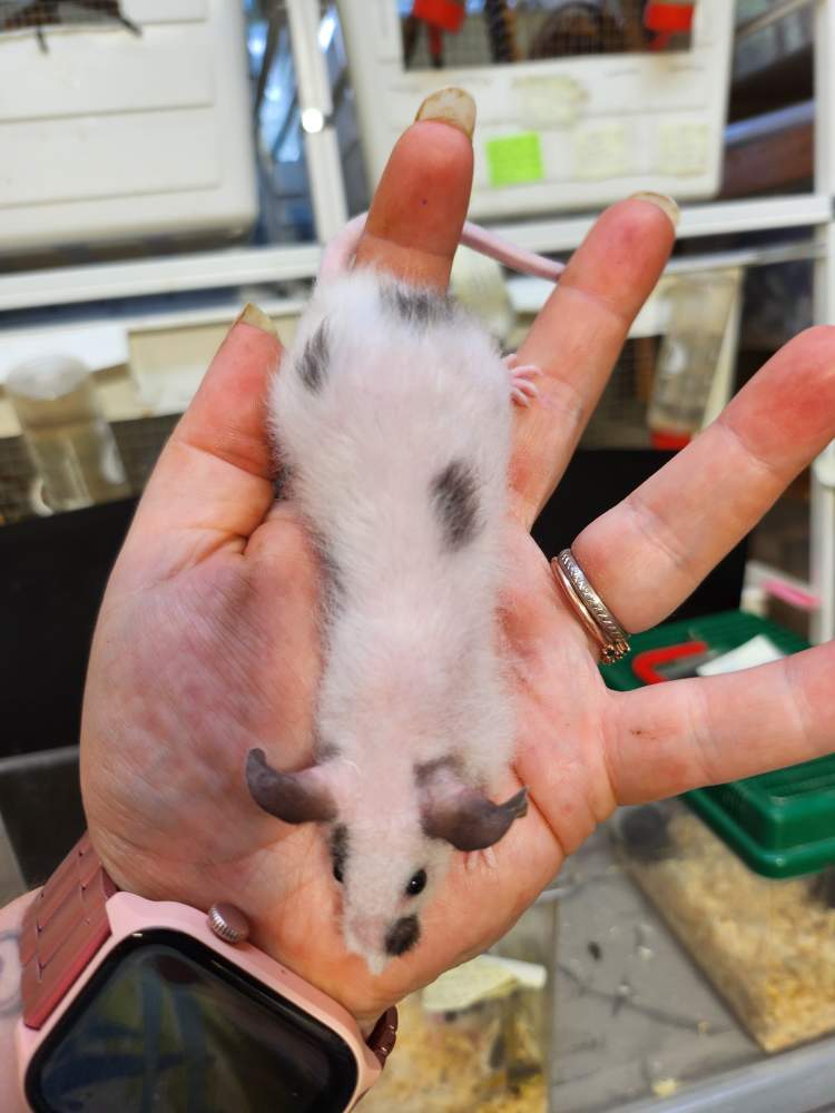 Fancy mouse Breeder Mus musculus 