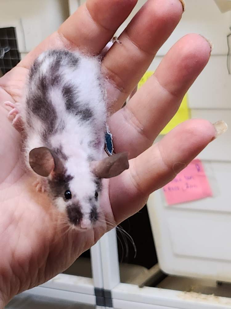 Fancy mouse Retired Mus musculus 