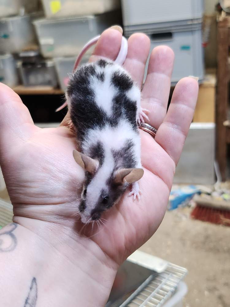 Fancy mouse Breeder Mus musculus 