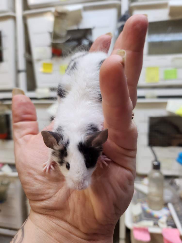 Fancy mouse Pet only Mus musculus 