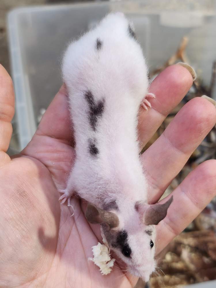 Fancy mouse Breeder Mus musculus 