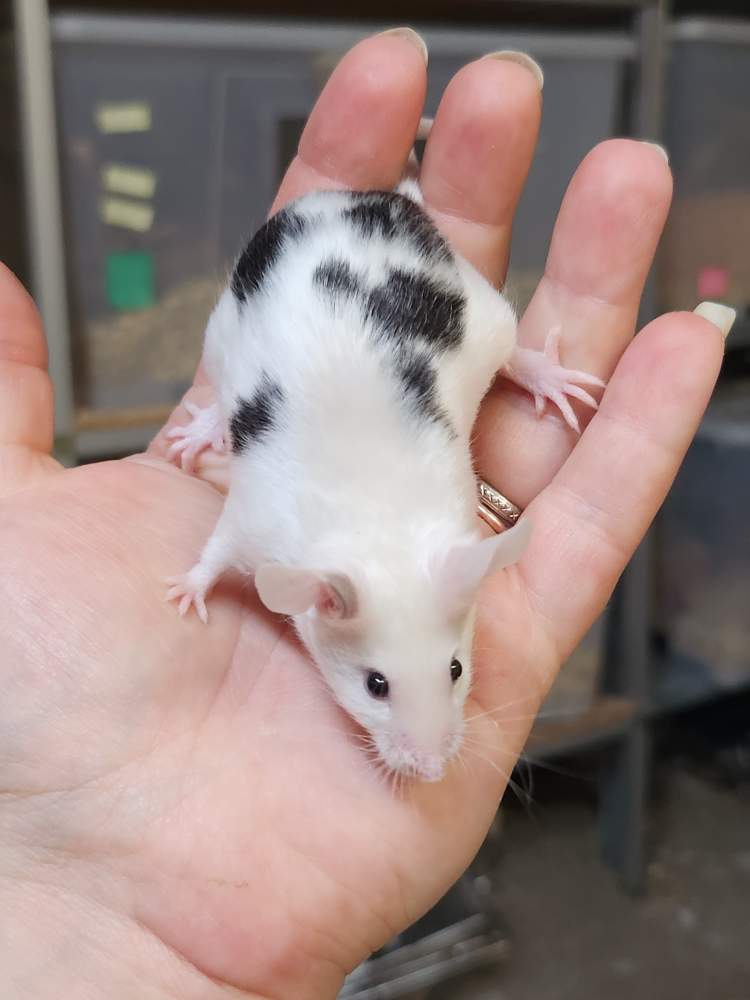 Fancy mouse Breeder Mus musculus 