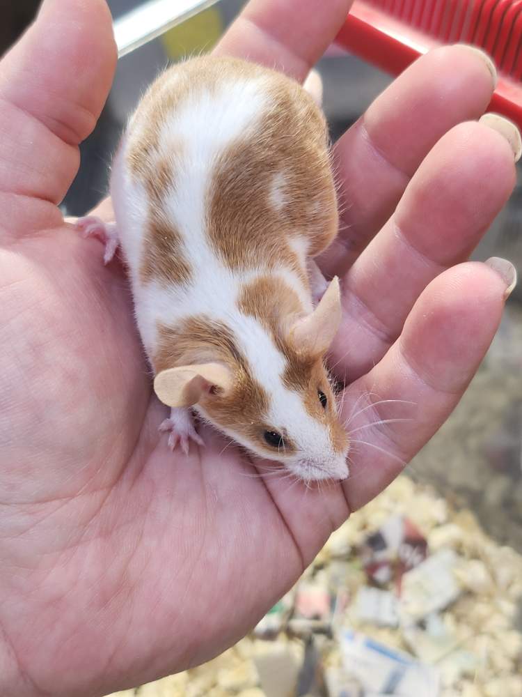 Fancy mouse Breeder Mus musculus 