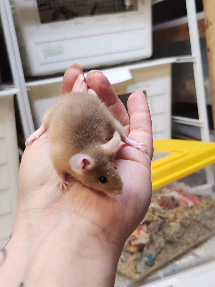 Fancy mouse Breeder Mus musculus 