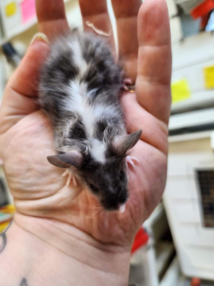 Fancy mouse Pet only Mus musculus 