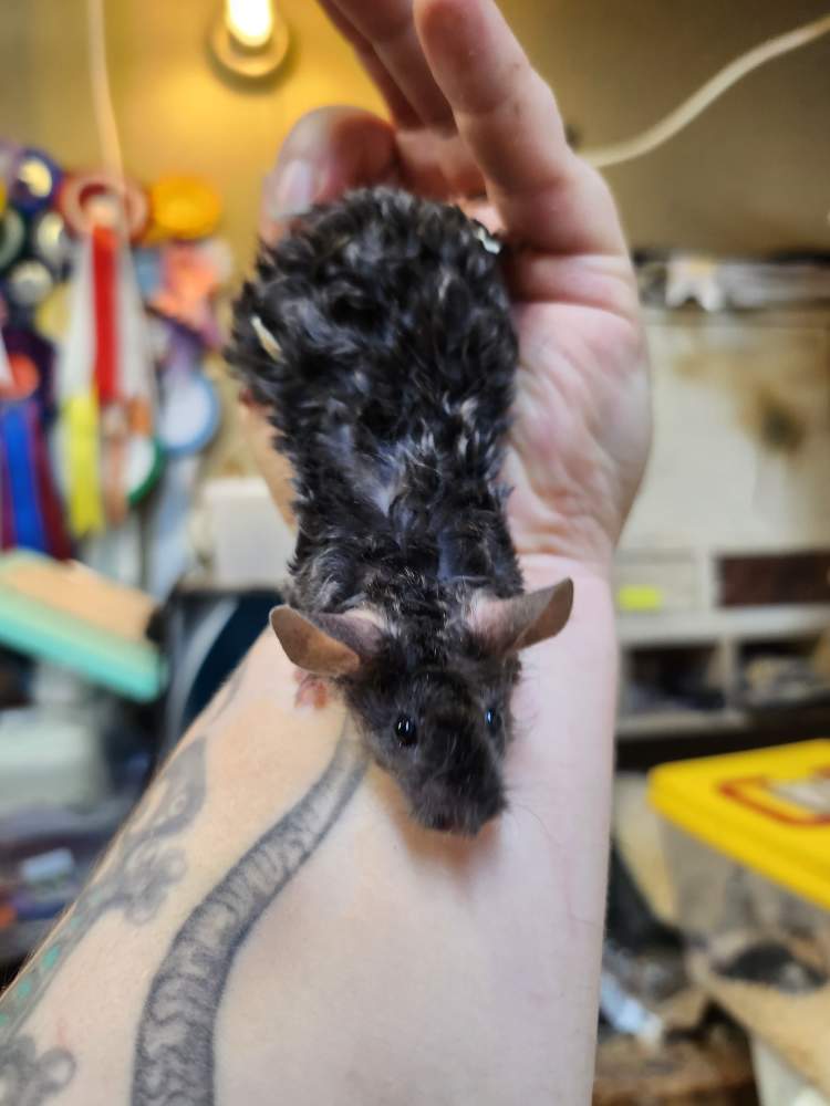 Fancy rat Breeder Rattus norvegicus 