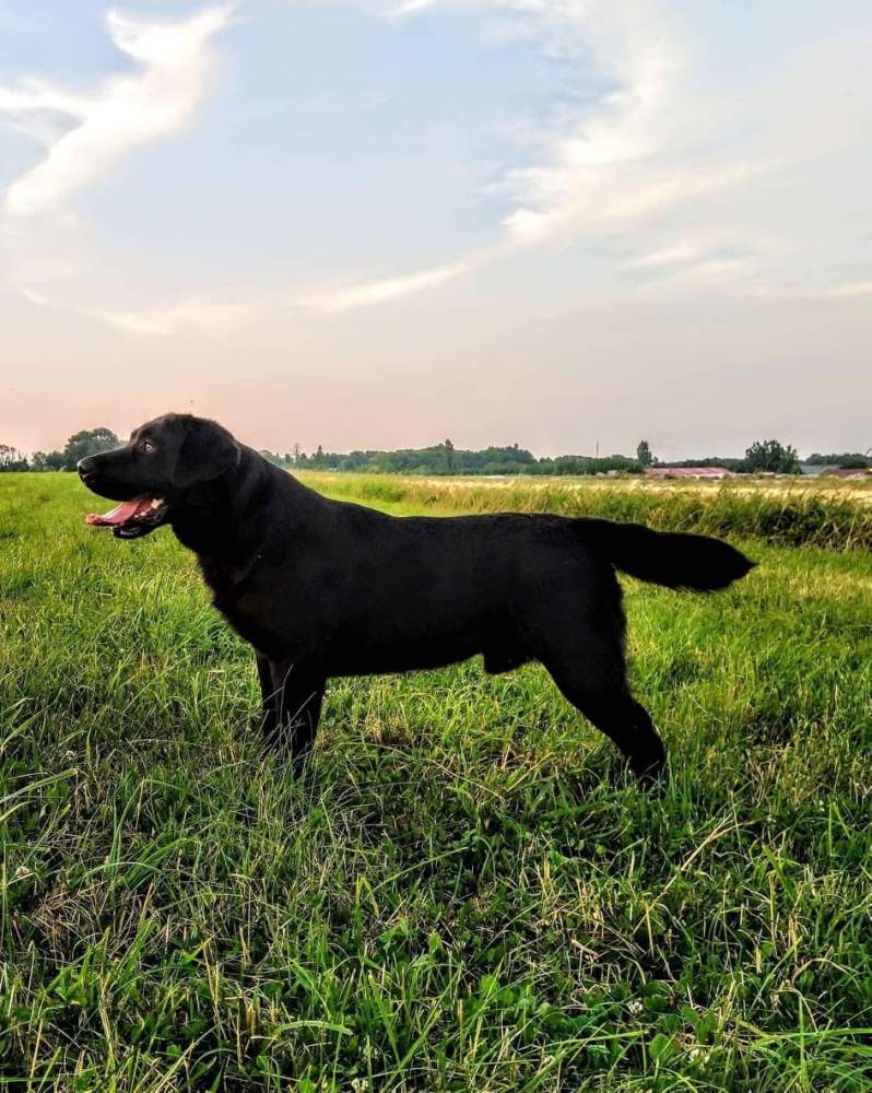Labrador retriever Pet only Canis lupus familiaris 