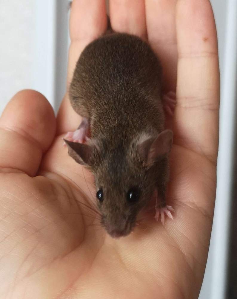 Fancy mouse Breeder Mus musculus 