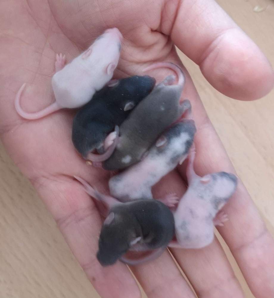 Fancy mouse Breeder Mus musculus 