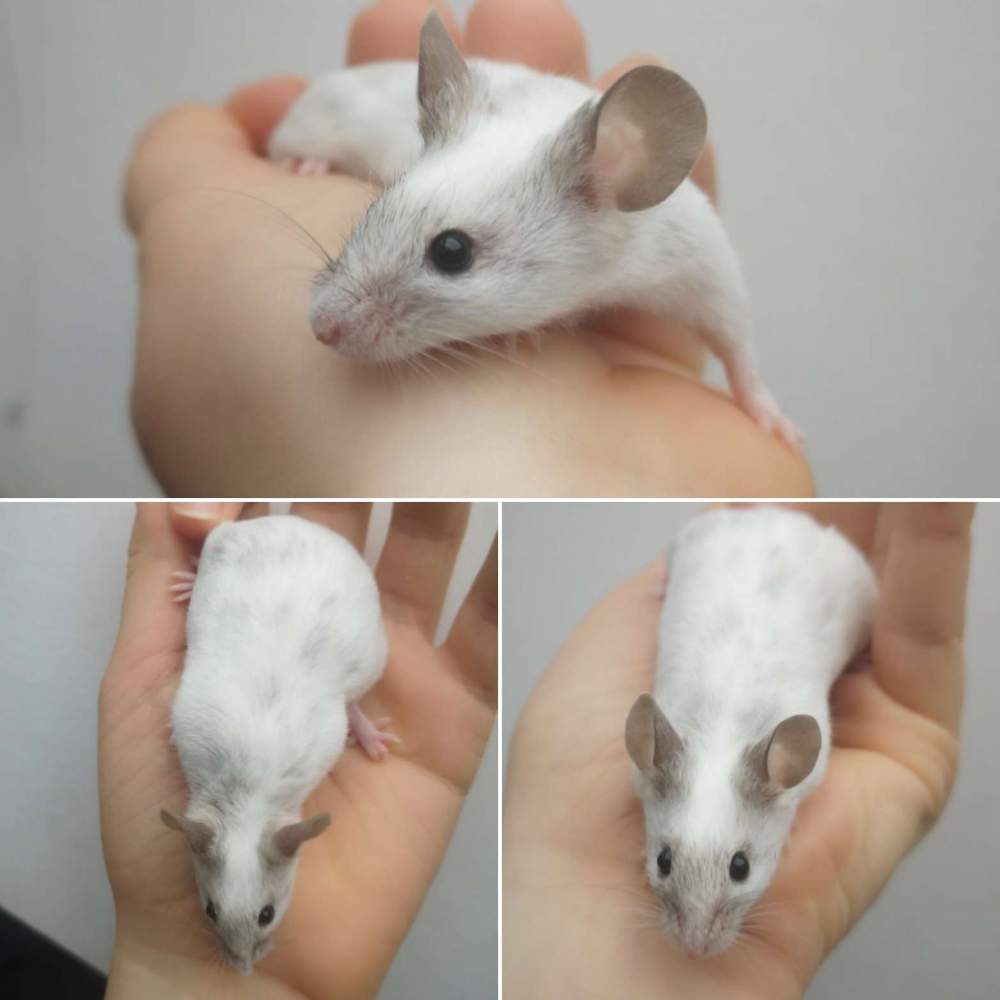 Fancy mouse Breeder Mus musculus 