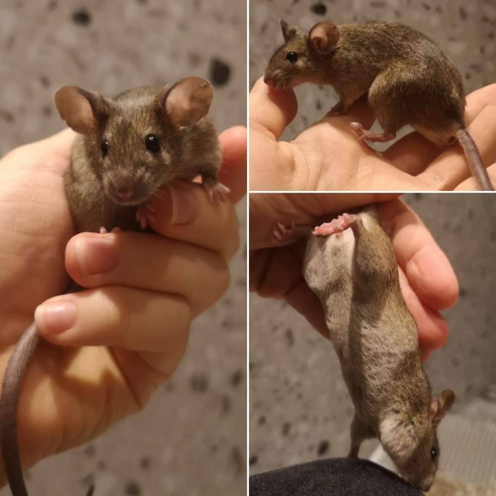 Fancy mouse Breeder Mus musculus 